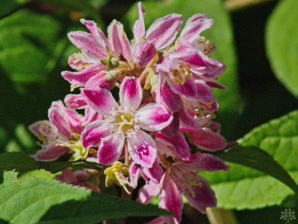 Deutzia hybrida 'Strawberry Fields' (2)