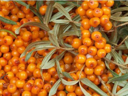 frugana