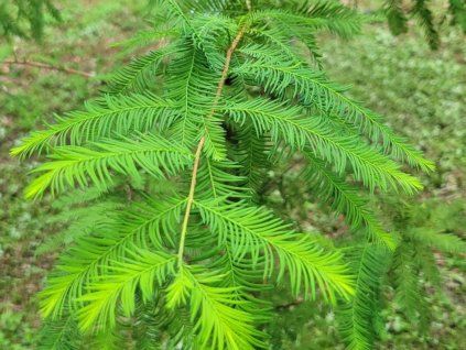 Tisovec dvouřadý  Taxodium distichum