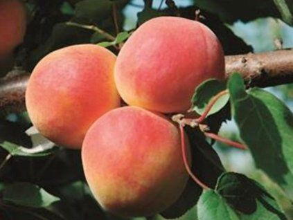 Meruňka 'Farhial'  Prunus armeniaca 'Farhial'