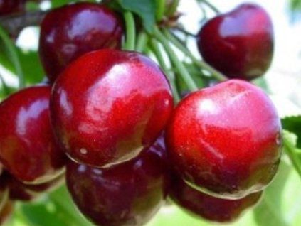 Třešeň 'Hardy Giant'  Prunus avium 'Hardy Giant'