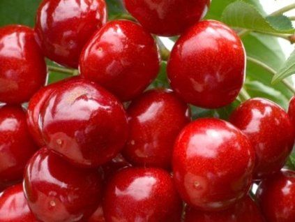 Třešeň 'Canada Giant'  Prunus avium 'Canada Giant'