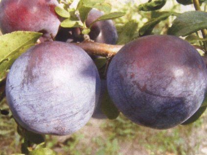 Japonská švestka 'Black Star'  Prunus salicina 'Black Star'