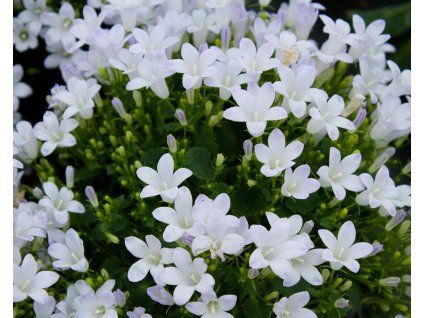 75033 zvonek dalmatsky campanula portenschlagiana