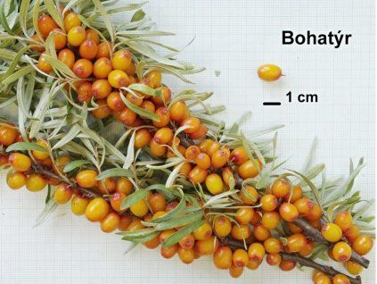 bohat�r