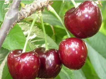 Třešeň 'Ferrovia'  Prunus avium 'Ferrovia'