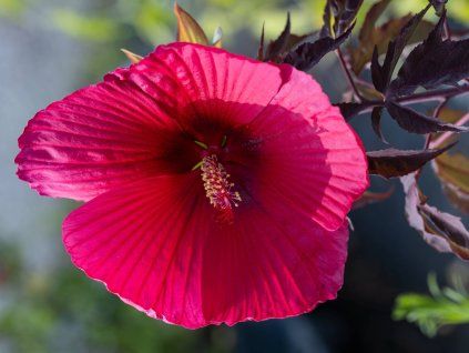 Ibišek bahenní Carousel 'Pink Passion'  Hibiscus moscheutos Carousel 'Pink Passion'