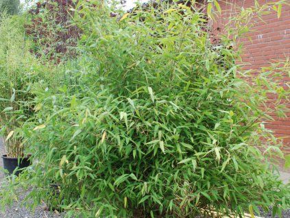 Fargesia nitida 'Great Wall'/Bambus  Fargesia nitida 'Great Wall'