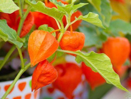 mochyn� �idovsk�