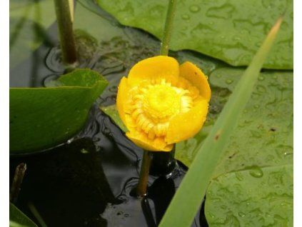 nuphar