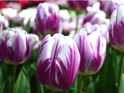 78468 1 tulipan flaming prince 10ks