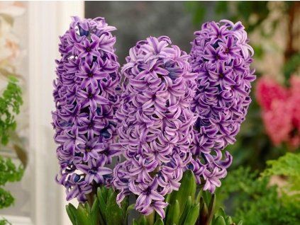 Hiacynt Purple Star min