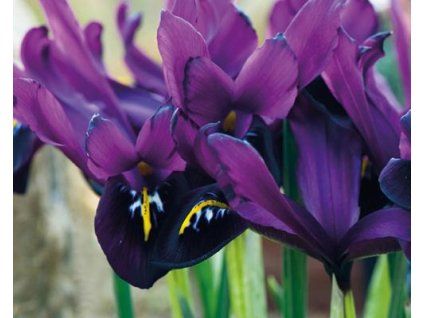 IRIS