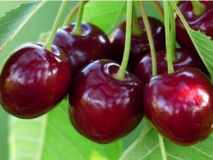 Višeň 'Wanda'  Prunus cerasus 'Wanda'
