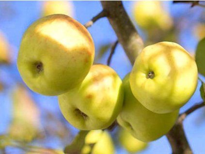 Jabloň 'Croncelské'  Malus domestica 'Croncelské'