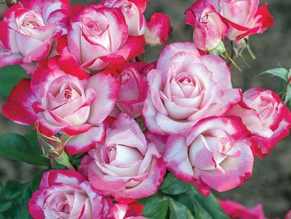 candy rose