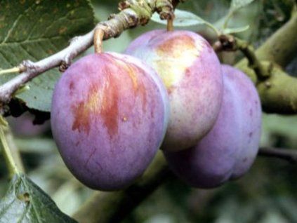 Švestka 'Mallard'  Prunus domestica 'Mallard'