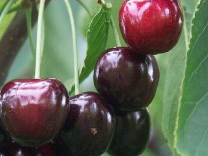 Třešeň 'Irena'  Prunus avium 'Irena'