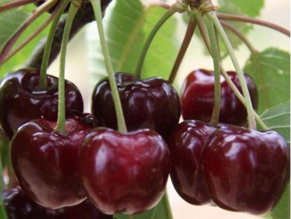 Třešeň 'Luiza'  Prunus avium 'Luiza'