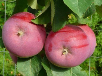 Jabloň sloupovitá 'Solo'  Malus domestica 'Solo'