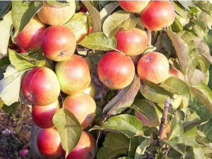 Jabloň sloupovitá 'Mango'  Malus domestica 'Mango'