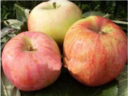 Jabloň 'Celeste'  Malus domestica 'Celeste'