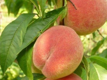 Broskvoň 'Sočnyj'  Prunus persica 'Sočnyj'