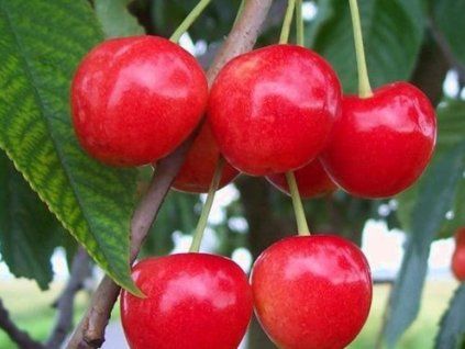 Višeň 'Skleněnka'  Prunus cerasus 'Skleněnka'