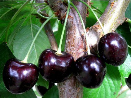Třešeň 'Leningradská černá'  Prunus avium 'Leningradská černá'