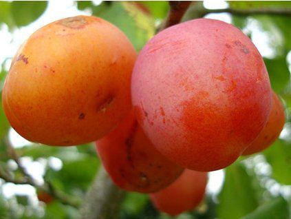 Švestka 'Emma Lepermann'  Prunus domestica 'Emma Lepermann'