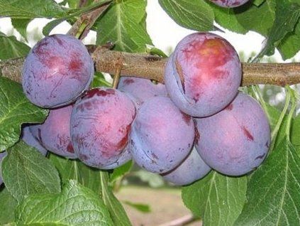 Švestka 'Ave'  Prunus domestica 'Ave'