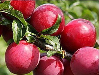Japonská švestka 'Ijulskaja Roza'  Prunus domestica 'Ijulskaja Roza/