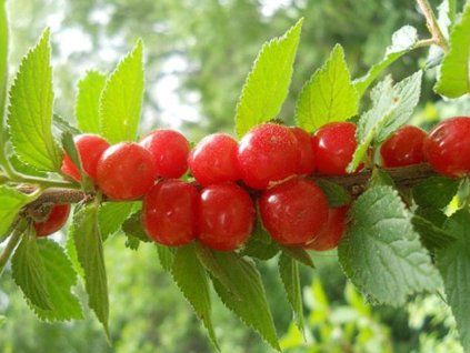 Višeň plstnatá  Prunus tomentosa