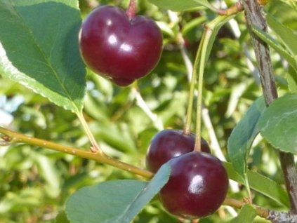 Višeň zakrslá 'Kerr's cherry'  Prunus x kerrasis