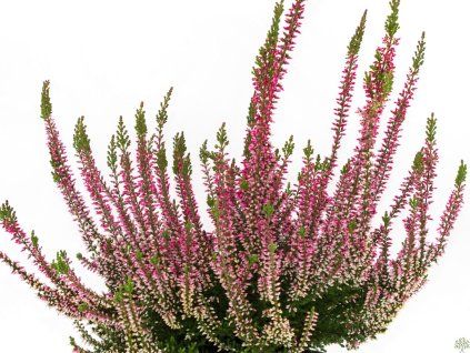 Calluna vulgaris Svenja (1)