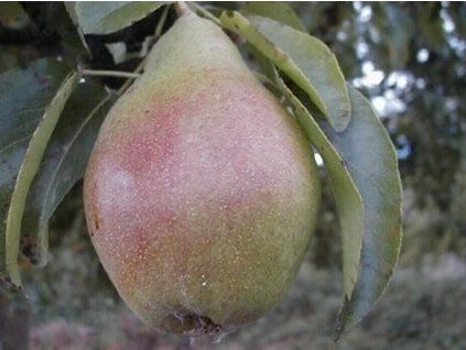Hrušeň 'Charneuská'  Pyrus pyrifolia 'Charneuská'