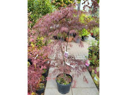 Javor dlanitolist� �Tamukeyama� (Balen� kontejner C30, Tvar ke�/strom, v��ka 100-120 cm)