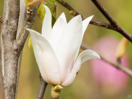 Magnolia Chang Hua (2)