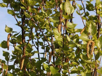 Bříza bělokorá 'Fastigiata'  Betula pendula 'Fastigiata'