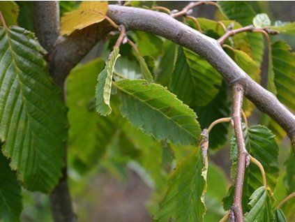carpinus pendula