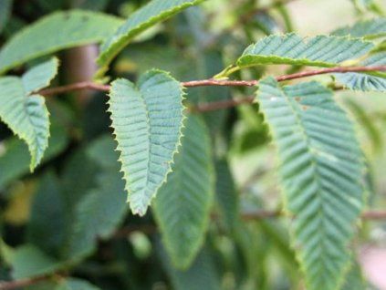 carpinus japonica