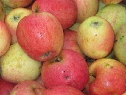 Jabloň 'Strýmka'  Malus domestica 'Strýmka'