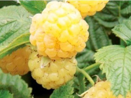 yellow sugana