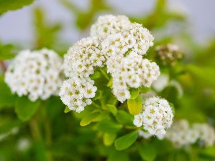 Tavolník břízolistý 'Tor Gold' PBR  Spiraea betulifolia'Tor Gold' PBR