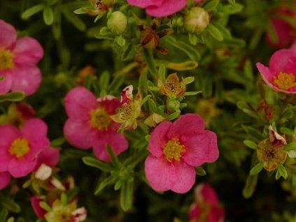 Mochna křovitá Bellissima 'Hachliss'  Potentilla fruticosa Bellissima 'Hachliss'