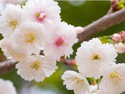 Višeň žlaznatá 'Alba Plena'  Prunus glandulosa 'Alba Plena'