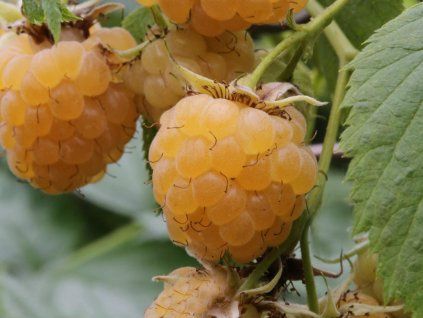 rubus idaeus golden bliss r 1s1b9437. pim2 bcm