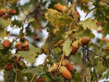 dub letn� pendula
