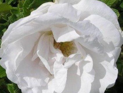 schne