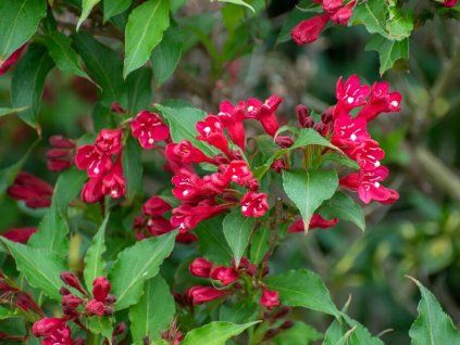 Vajgélie 'Red Prince'  Weigela 'Red Prince'